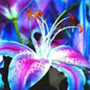 Meet your Posher, Liliana